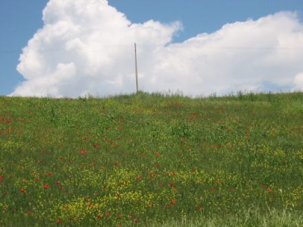 Süßbrich Neapel 4