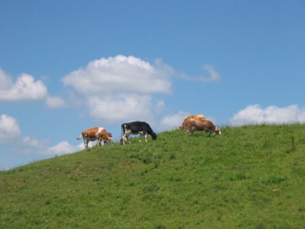 Süsßbrich Neapel 1