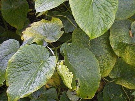 Hanf, Tabak, Klatschmohn und Co 2
